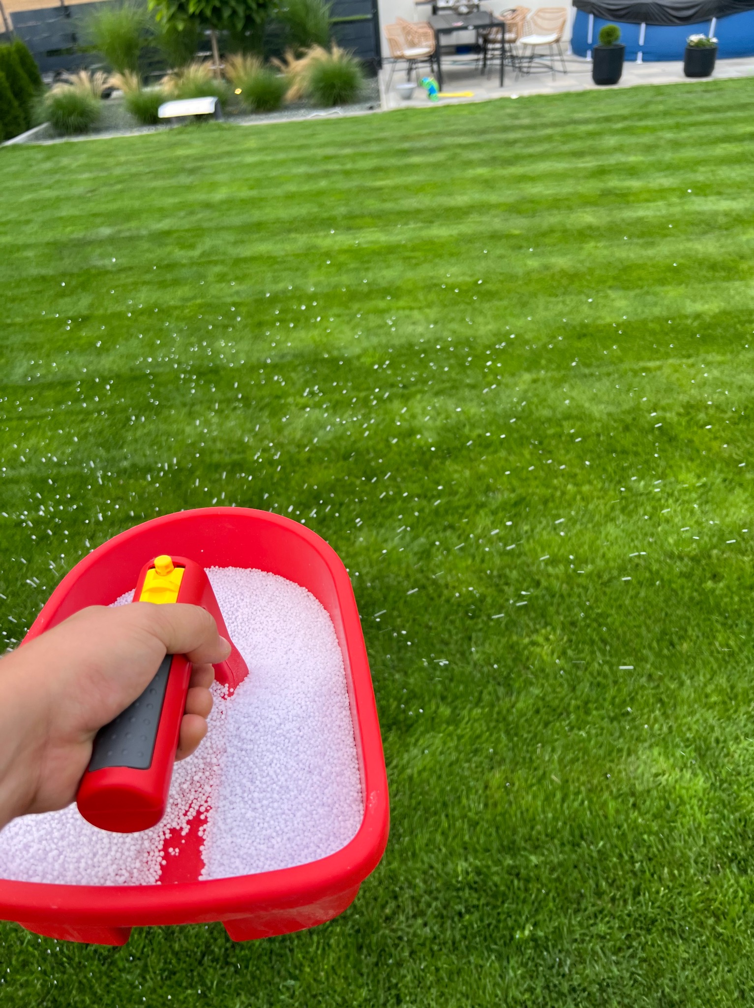 Ręczne rozsiewanie białego nawozu na soczyście zielonym trawniku z widocznymi pasami koszenia, w tle dekoracyjne krzewy i meble ogrodowe.