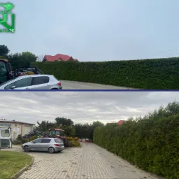 Długi, równo przycięty żywopłot z tui, ciągnący się wzdłuż posesji, z zaparkowanym samochodem osobowym i traktorem w tle, widok z dwóch perspektyw.