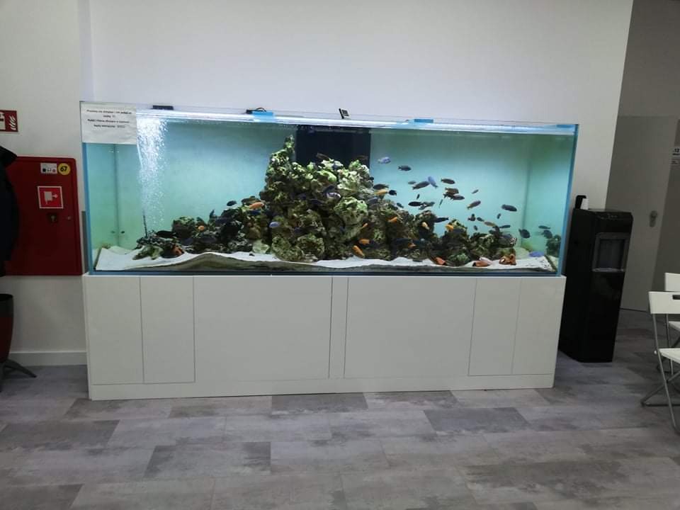 Duże akwarium z rybami Malawi na białej szafce w jasnym pomieszczeniu, widoczny dozownik wody i krzesła w tle.