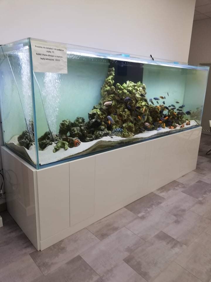 Duże akwarium z rybami i dekoracjami skalnymi, umieszczone na białej szafce z połyskiem, widoczne bąbelki powietrza i tabliczka z napisem.