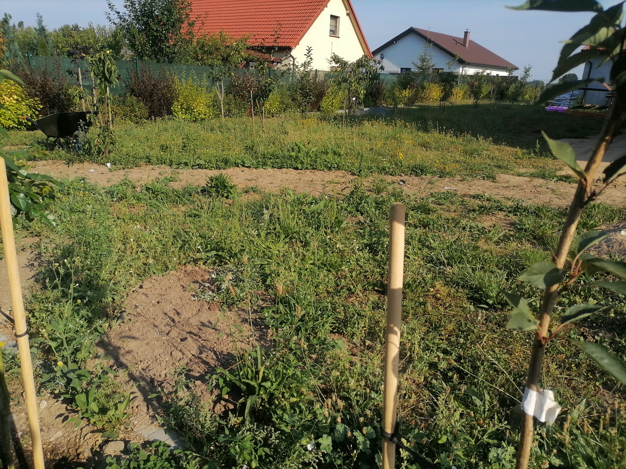 Młode drzewka owocowe posadzone w ogrodzie, zabezpieczone palikami, trawa między rzędami, w tle domy jednorodzinne i zielony płot.