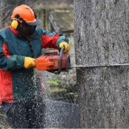 Osoba w kasku i rękawicach ochronnych, tnąca drzewo piłą spalinową, z widocznymi wiórami i pyłem drzewnym.
