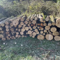 Stos pni drzewnych o różnej średnicy, ułożonych na trawie z resztkami gałęzi, po zakończonych pracach.