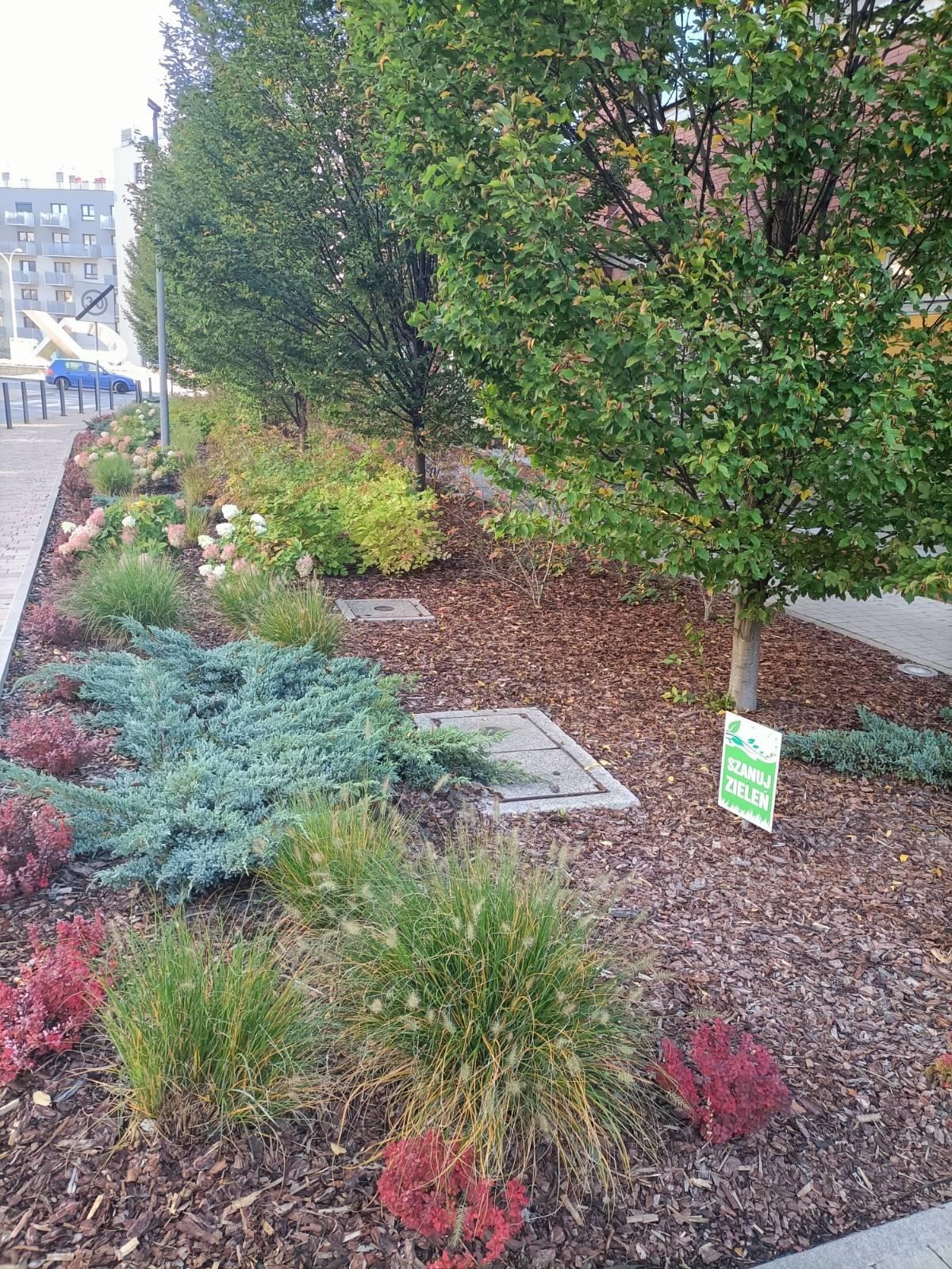 Kadr z zadbanego klombu przy chodniku, z różnorodną roślinnością: drzewa, krzewy iglaste i trawy ozdobne, wszystko wysypane korą. Widoczny znak 'Szanuj zieleń' i studzienka kanalizacyjna.
