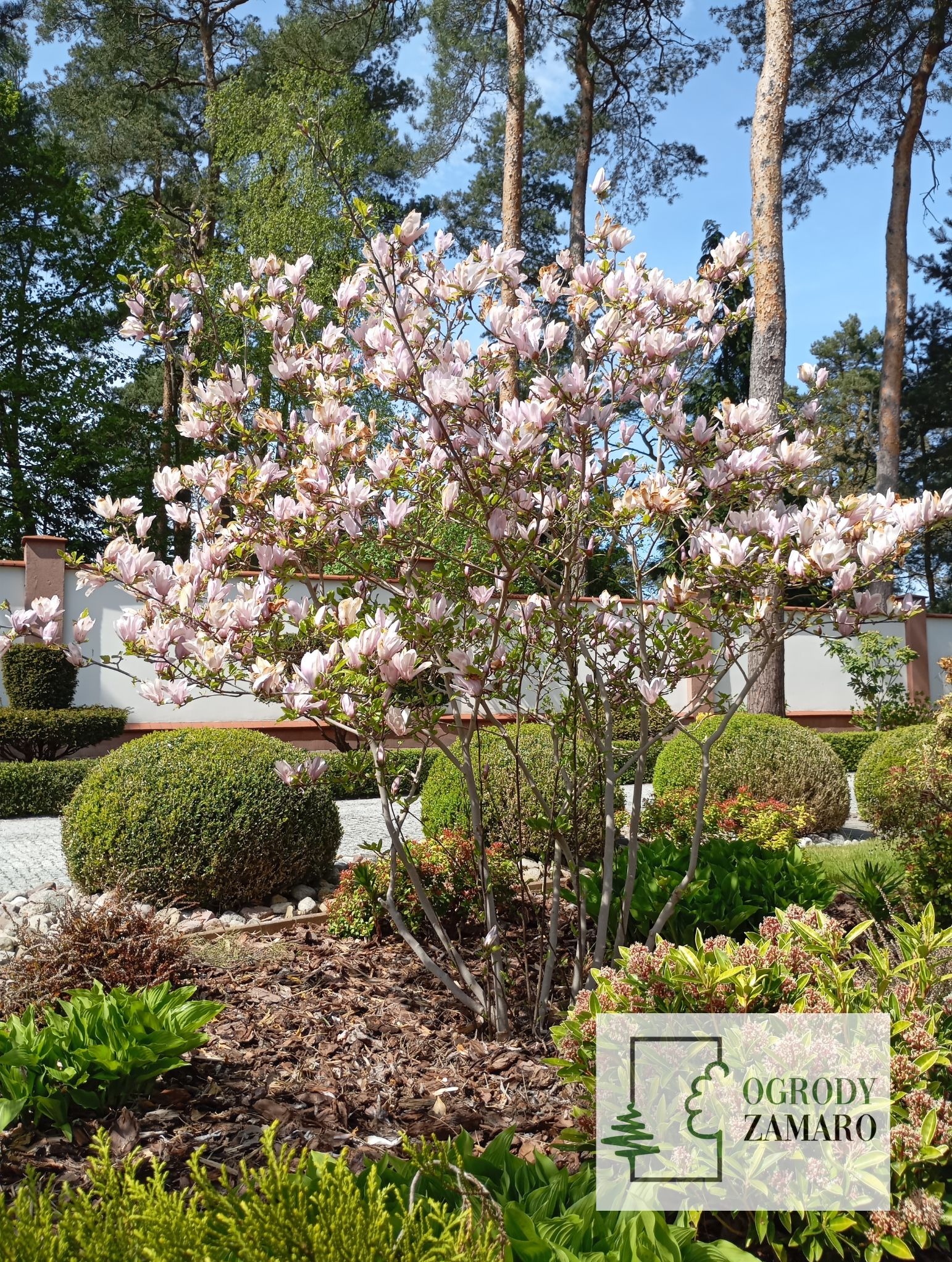 Magnolia w ogrodzie, wiosenna pielęgnacja ogrodu, małe drzewko do ogrodu