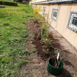 Świeżo posadzone krzewy róż wzdłuż budynku, zabezpieczone zieloną obwódką, z widocznymi podpórkami i etykietą, na tle trawnika z żółtymi kwiatami.