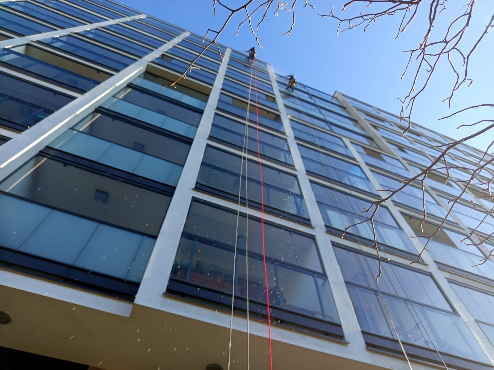 Dwóch alpinistów przemysłowych myje okna na wysokościowcu z przeszkloną fasadą. Widok z dołu, z fragmentem drzewa w prawym górnym rogu.
