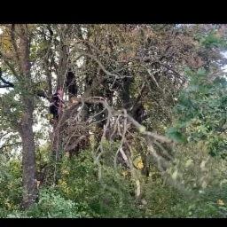 Arborysta w trakcie pracy na wysokości w koronie drzewa, zabezpieczony linami, z widocznymi narzędziami do cięcia gałęzi.