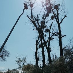 Pielęgnacja ogrodów Łódź 3