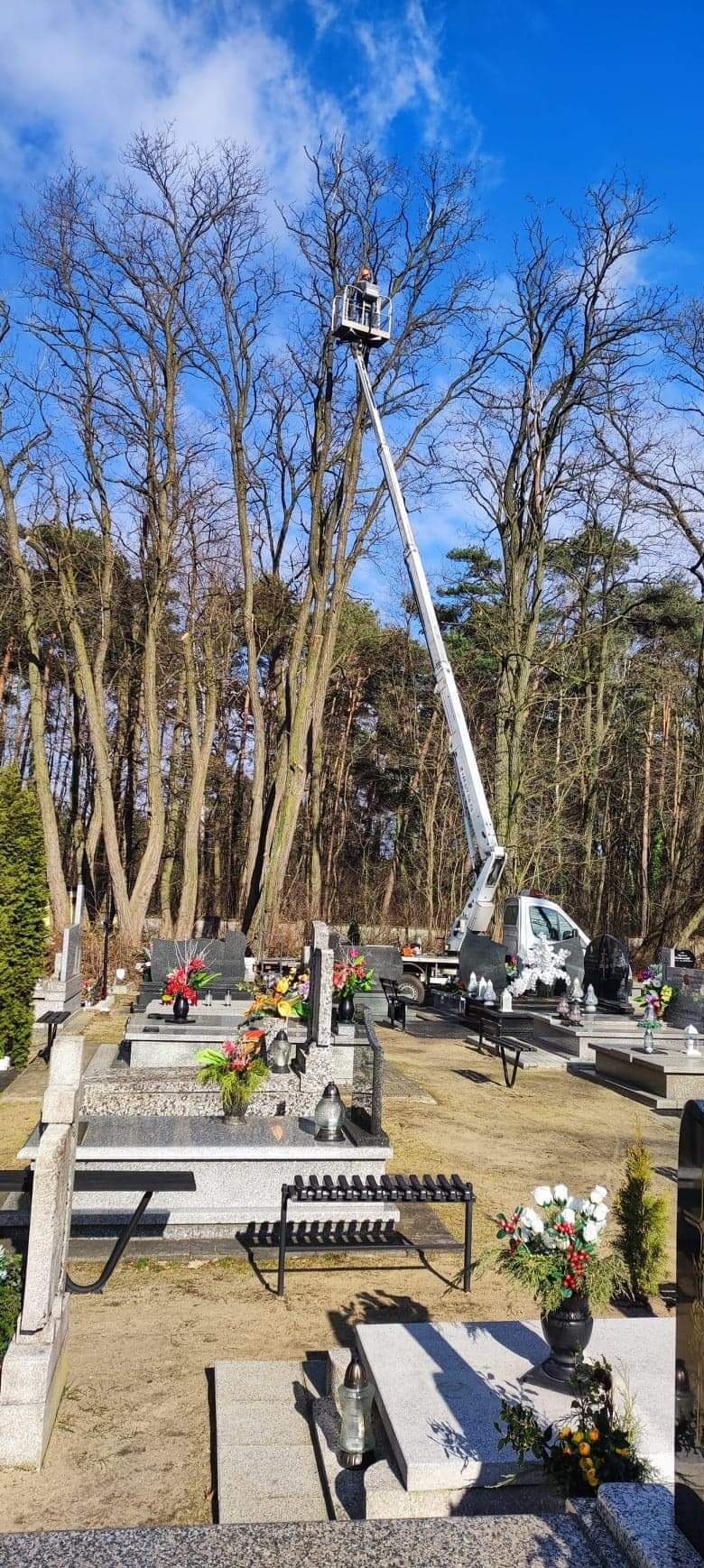 Pracownik na podnośniku koszowym przycina gałęzie drzew na cmentarzu, nagrobki i kwiaty w tle.