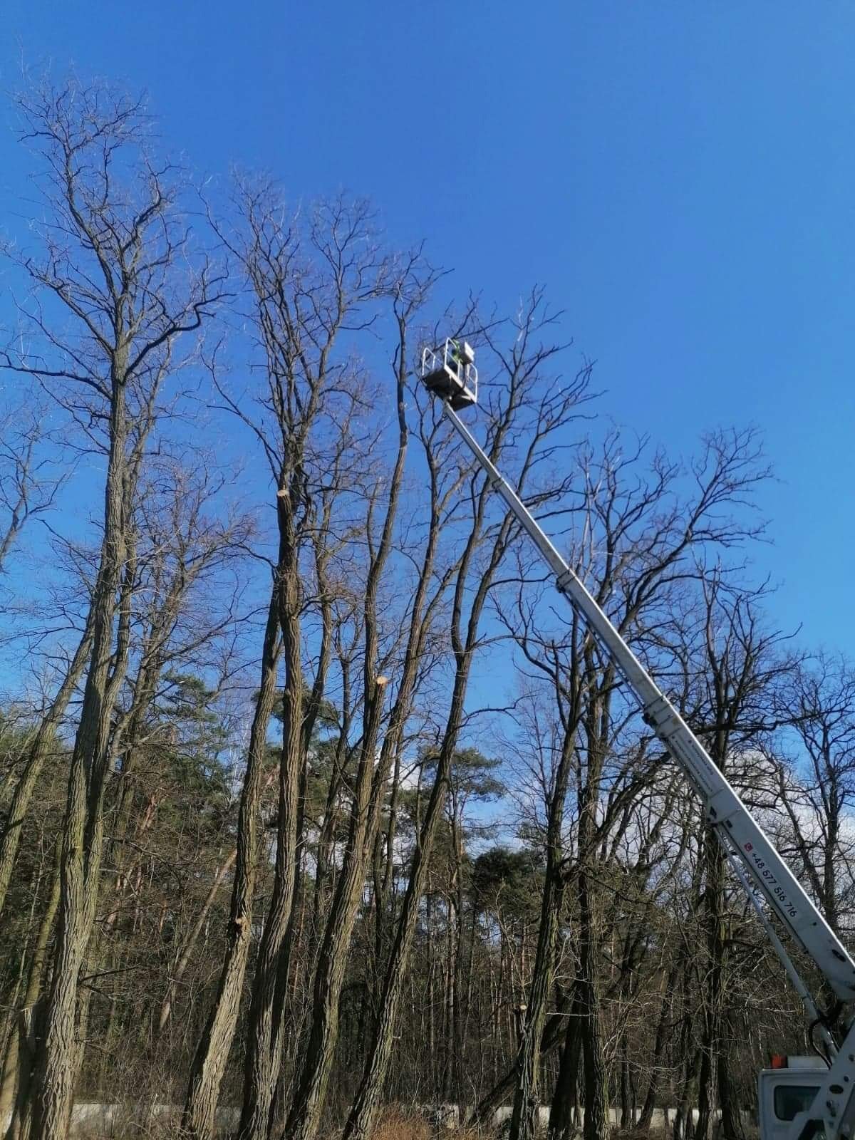 Podnośnik koszowy podczas przycinania wysokich drzew na tle błękitnego nieba, widoczne świeżo obcięte gałęzie.