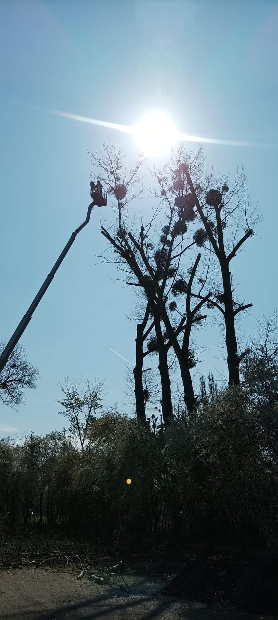 Pracownik na podnośniku koszowym przycina gałęzie drzew z licznymi gniazdami jemioły, widok pod słońce, w tle błękitne niebo i smuga kondensacyjna samolotu.