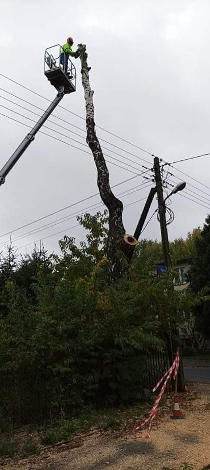 Pracownik w podnośniku koszowym przycina wysokie drzewo, widoczne ścięte gałęzie i przewody elektryczne w tle.