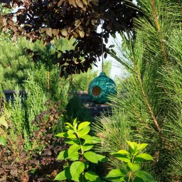 Instagreen Joanna Fita - Ogród z różnorodną roślinnością iglastą i liściastą, z ceramicznym karmnikiem dla ptaków w tle, umieszczonym na kamiennych stopniach.