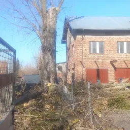 Częściowo ścięte, wysokie drzewo z widocznymi gałęziami i pniem, leżące na ziemi odcięte gałęzie i kawałki pnia, budynek gospodarczy w tle, błękitne niebo.