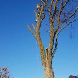 Arborysta w kasku i odzieży ochronnej, przycina gałęzie wysokiego drzewa z użyciem liny i piły łańcuchowej, na tle błękitnego nieba i zabudowań.