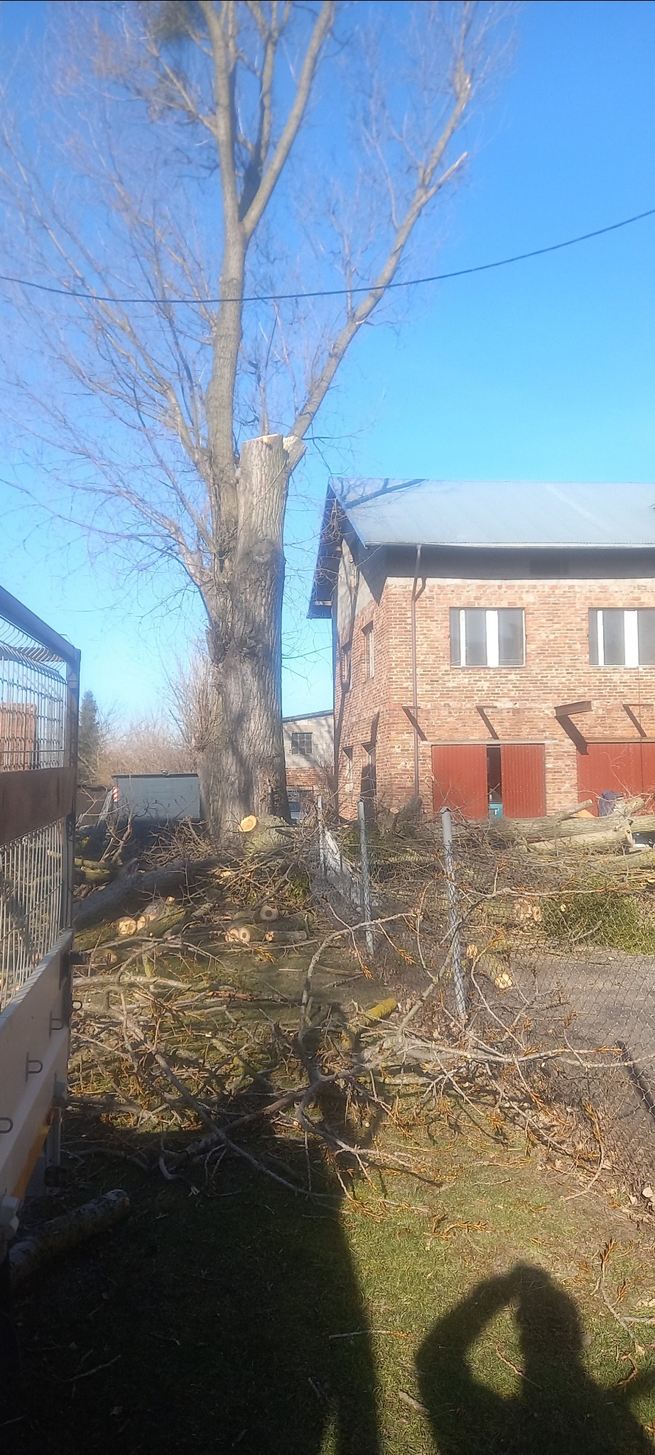 Częściowo ścięte, wysokie drzewo z widocznymi gałęziami i pniem, leżące na ziemi odcięte gałęzie i kawałki pnia, budynek gospodarczy w tle, błękitne niebo.