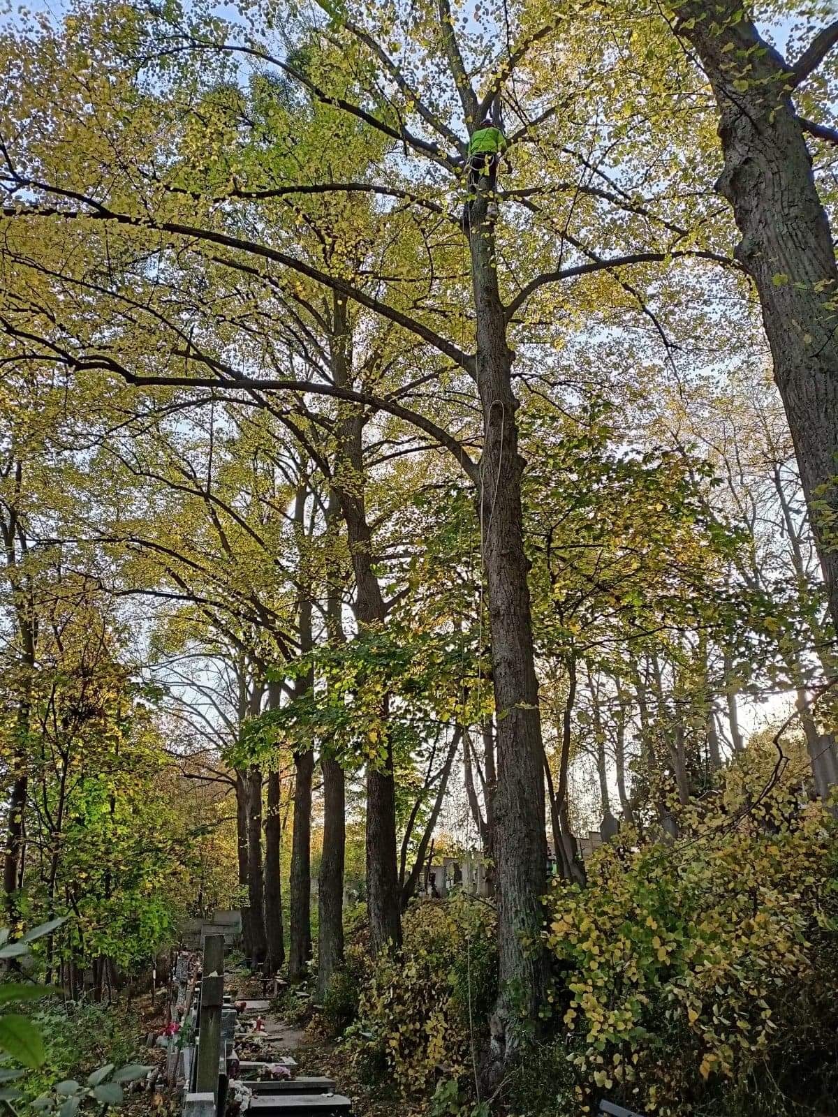 Arborysta w zielonej kurtce, zabezpieczony linami, wspina się na wysokie drzewo z żółtymi liśćmi w pobliżu cmentarza.