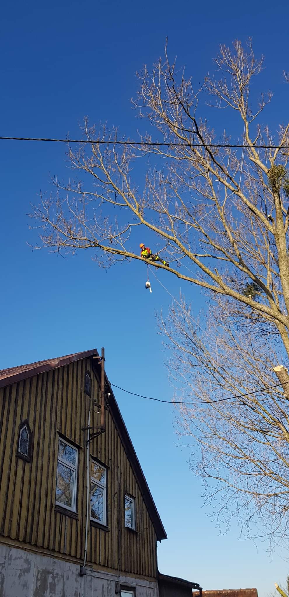 Arborysta w kasku i odzieży ochronnej, siedzący na gałęzi drzewa bez liści, z piłą łańcuchową zawieszoną na linie, na tle błękitnego nieba i fragmentu drewnianego budynku z oknami.