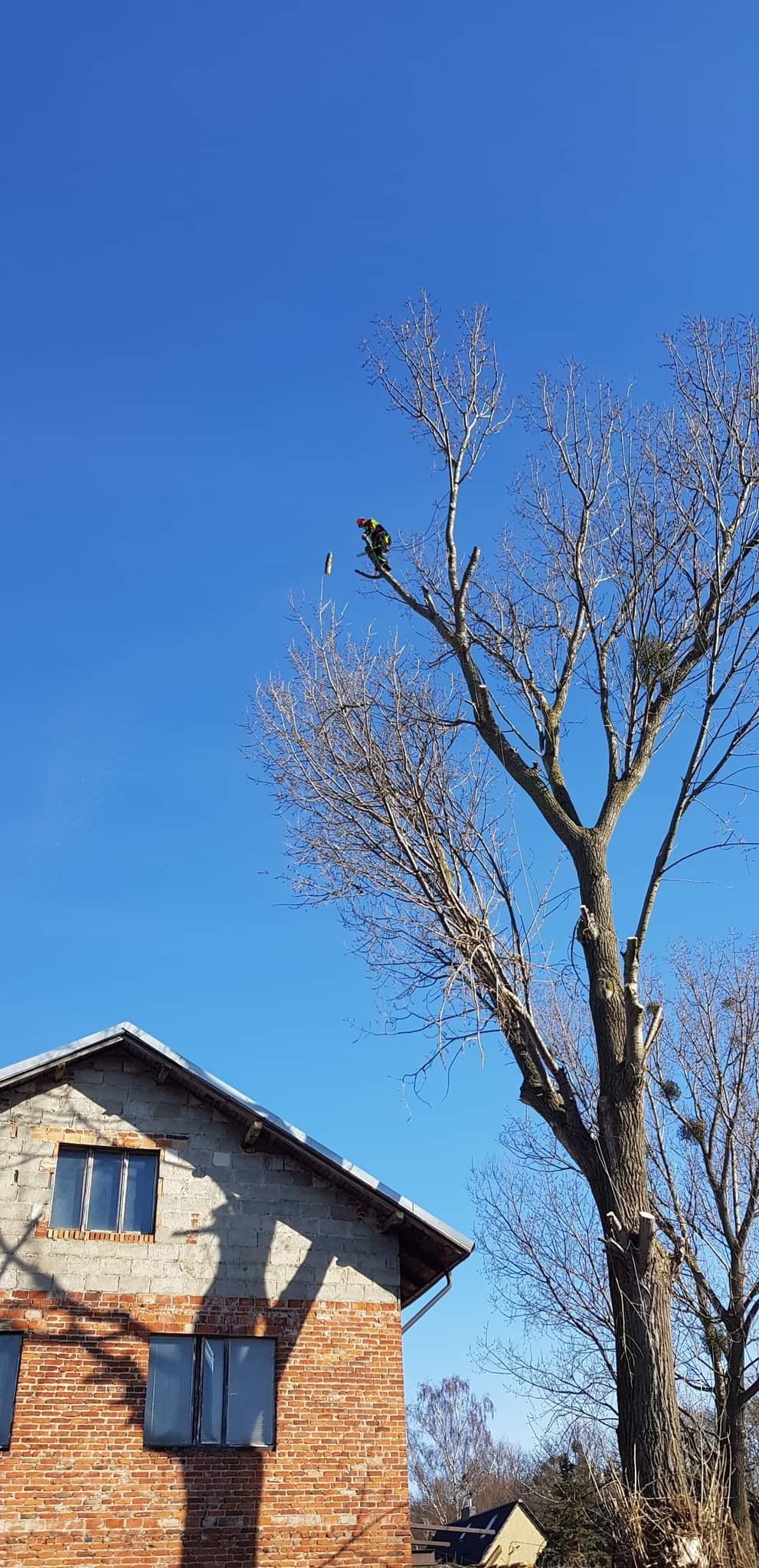 Mężczyzna w kombinezonie ochronnym i kasku przycina gałęzie wysokiego drzewa obok murowanego domu w słoneczny dzień, widoczny odcięty fragment gałęzi.