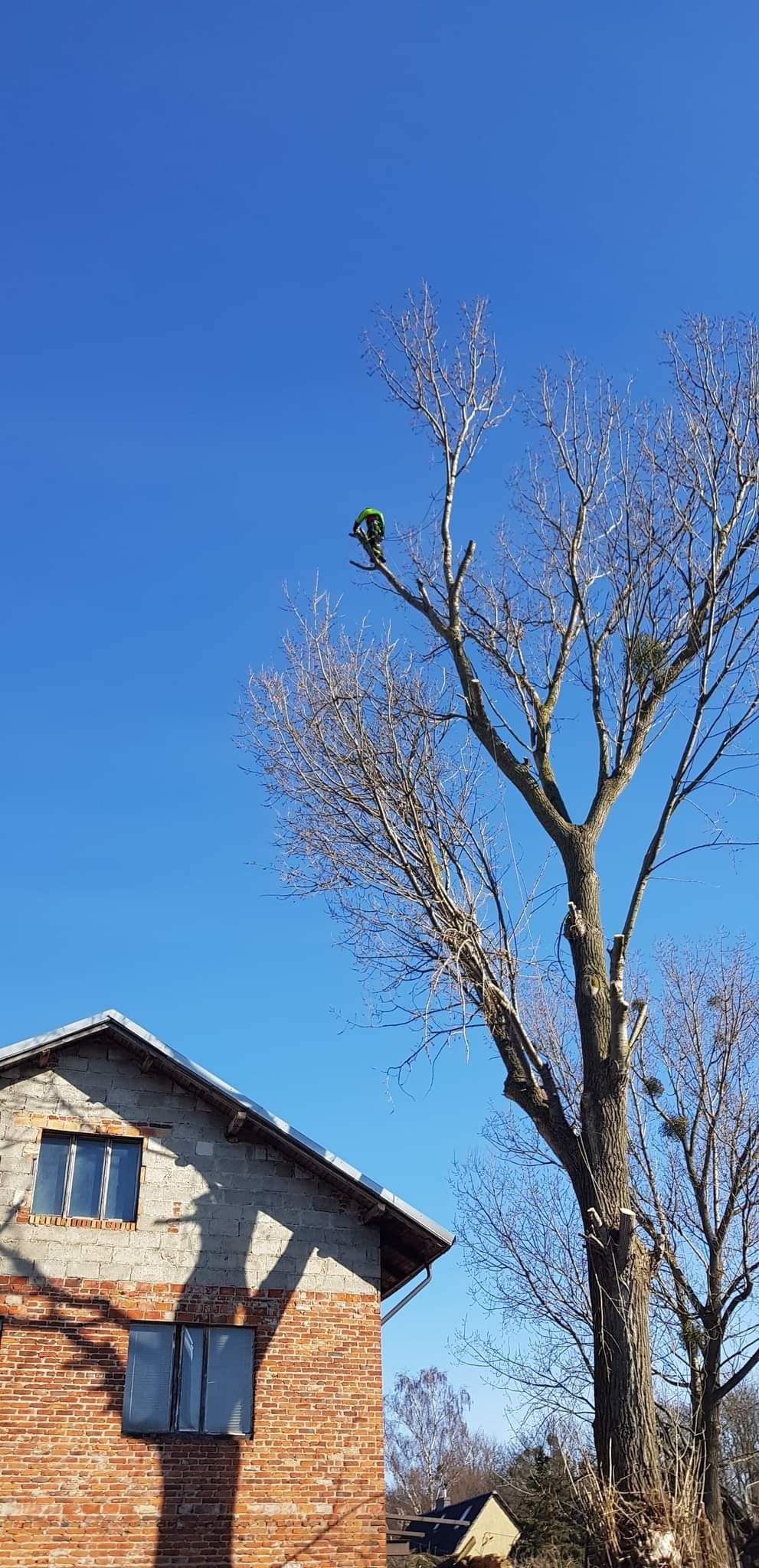 Pracownik w kasku i kombinezonie na wysokości drzewa bez liści, przycina gałęzie na tle błękitnego nieba, w tle widoczny budynek z cegły.
