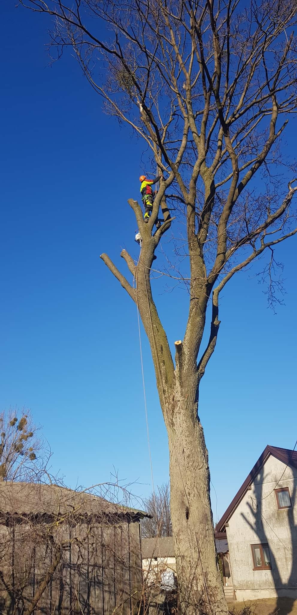 Arborysta w kasku i odzieży ochronnej, przycina gałęzie wysokiego drzewa z użyciem liny i piły łańcuchowej, na tle błękitnego nieba i zabudowań.