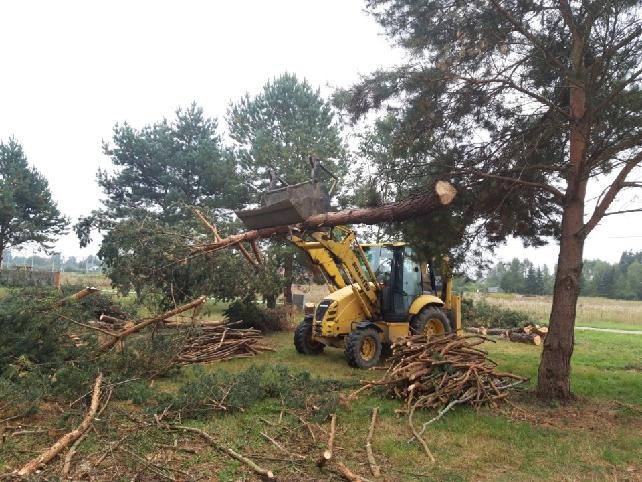 Żółta ładowarka z łyżką unosi odcięty pień drzewa, w tle porozrzucane gałęzie i ścięte pnie, widoczne drzewa i łąka.