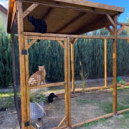 Tom Art Tomasz Kowaski - Drewniana konstrukcja z siatką, prawdopodobnie woliera dla kotów, z czterema kotami w środku: czarny na górze, rudy siedzący na półce, czarno-biały i szaro-pręgowany na dole, na tle zielonych...