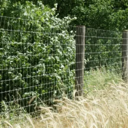 Długa siatka druciana z drewnianymi słupkami na tle zieleni, z kępami trawy na pierwszym planie.