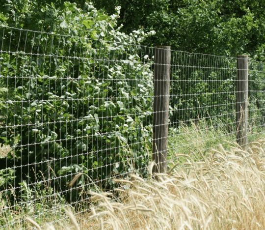 Nowo postawione ogrodzenie z siatki leśnej na drewnianych słupkach, z widoczną zielenią i dojrzałym zbożem w tle.