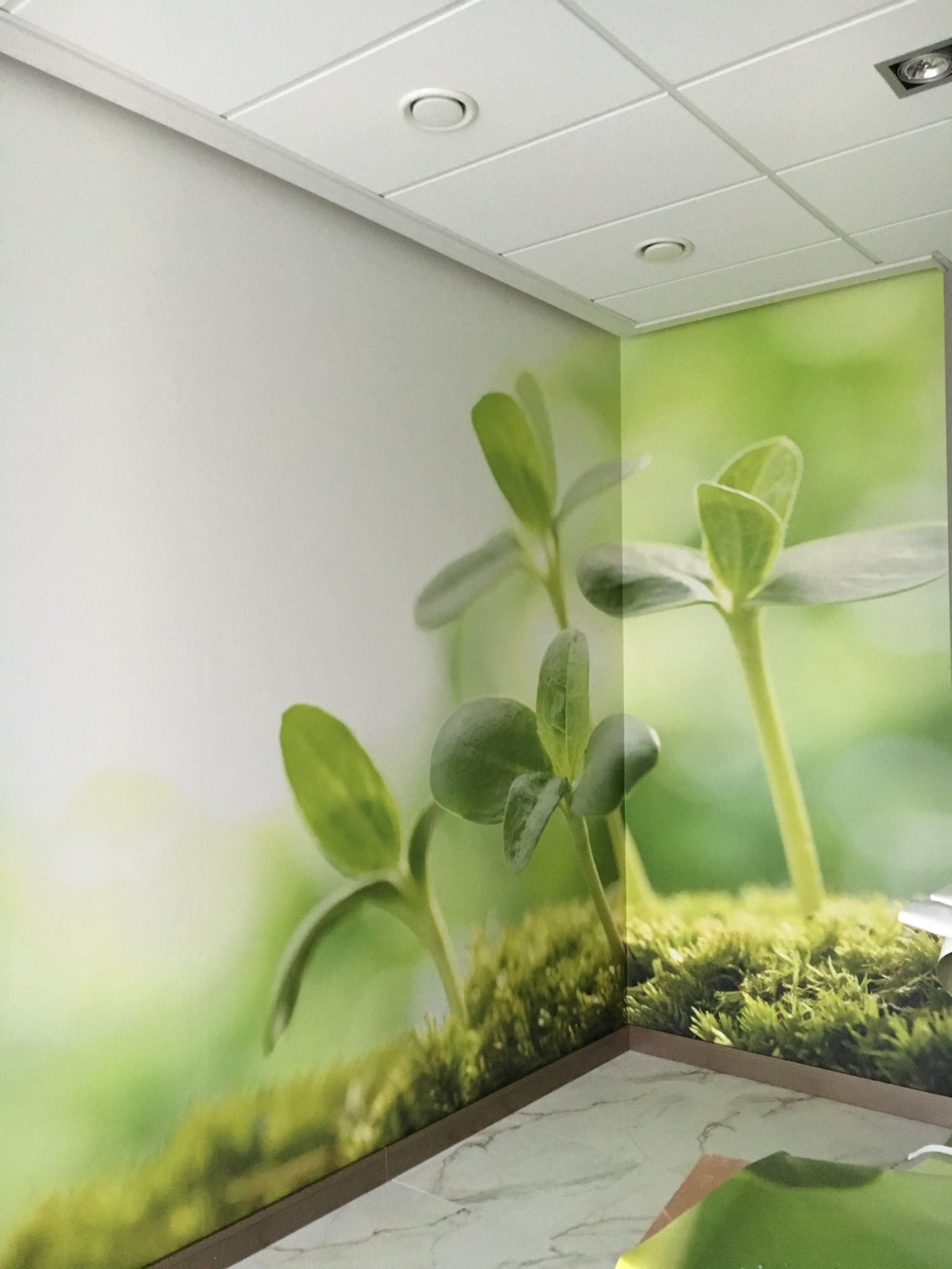 Fototapeta przedstawiająca zbliżenie zielonych pędów na tle mchu, umieszczona na ścianie w jasnym pomieszczeniu z kasetonowym sufitem.