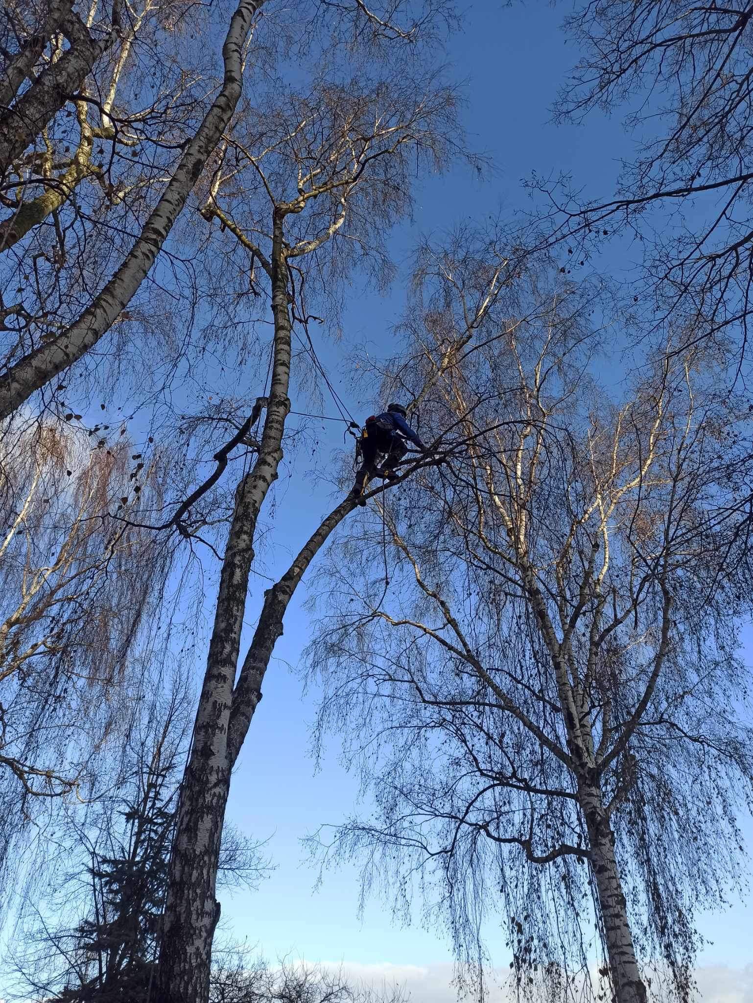 Arborysta w uprzęży, przywiązany linami do wysokiej brzozy, przycina gałęzie na tle błękitnego nieba.
