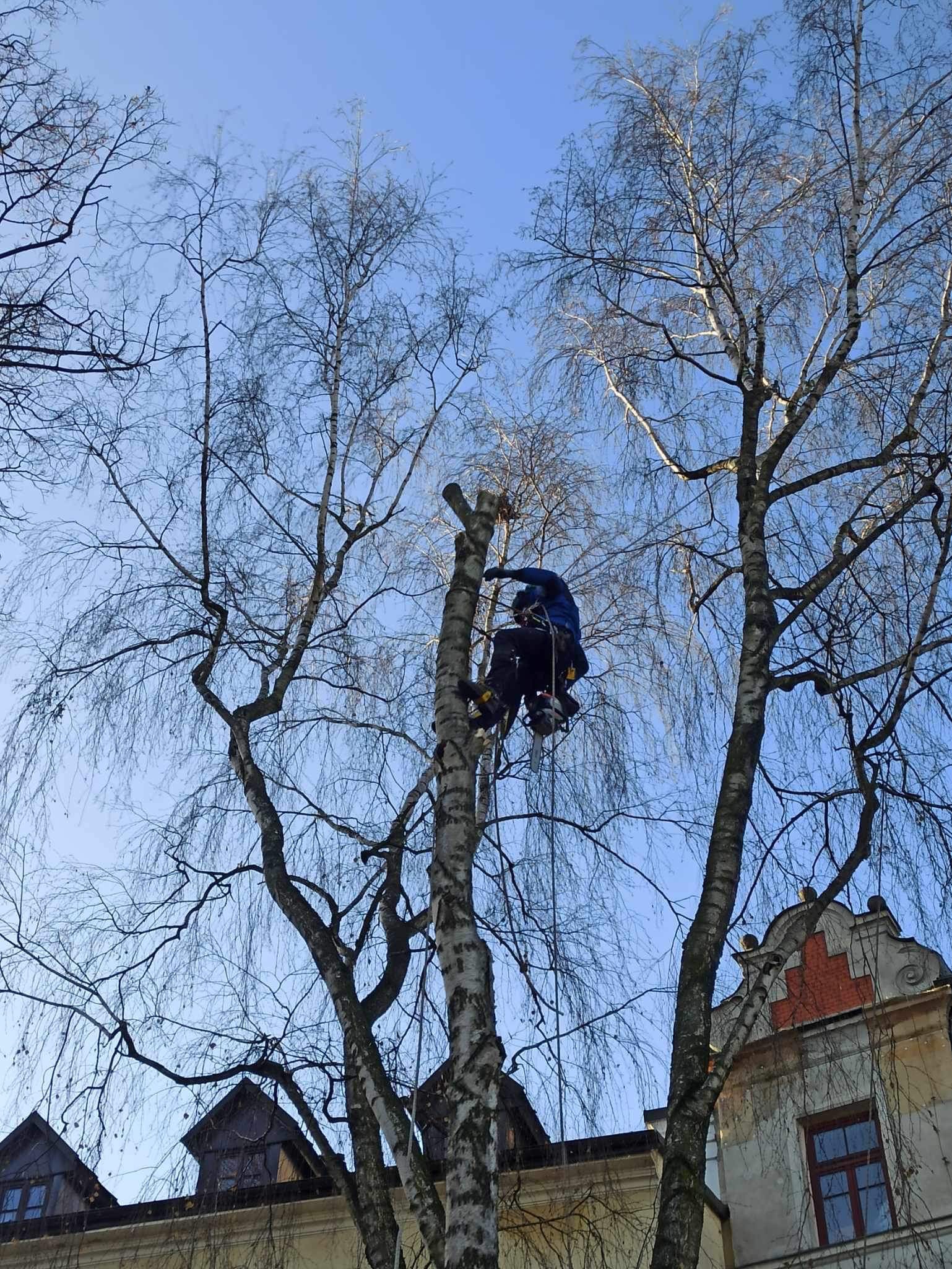 Arborysta w niebieskiej kurtce, zabezpieczony linami, przycina gałęzie brzozy na wysokości, z widoczną zabytkową kamienicą w tle.
