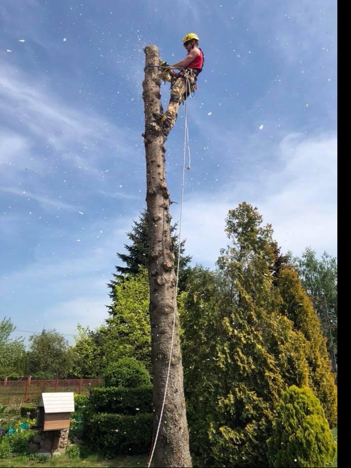 Arborysta w kasku i uprzęży, tnący wysokie drzewo piłą łańcuchową, w tle błękitne niebo i zielone drzewa, opiłki w powietrzu.