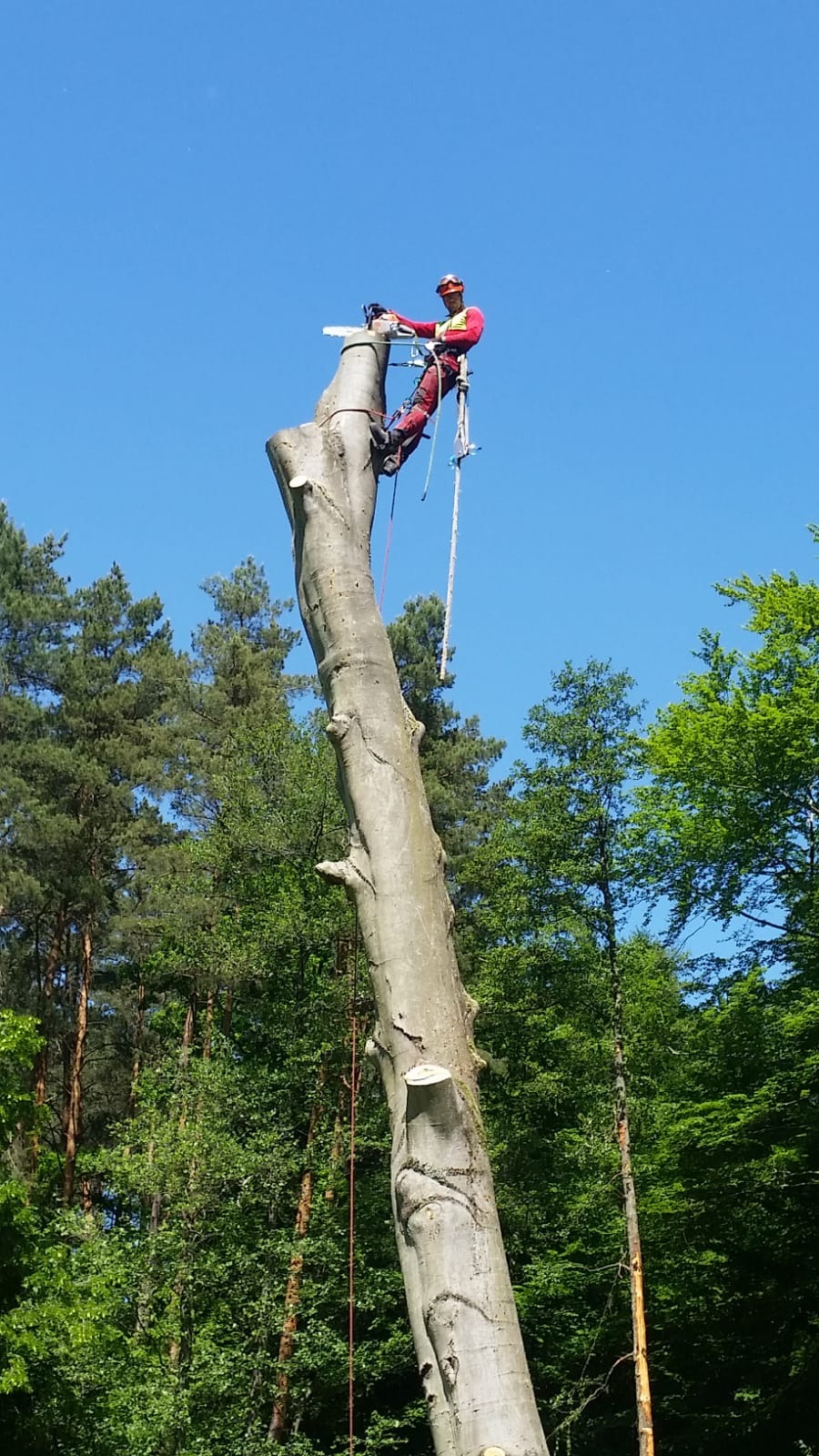 Arborysta w czerwonym kombinezonie przycina wysokie drzewo piłą łańcuchową, zabezpieczony linami na tle błękitnego nieba i zieleni drzew.