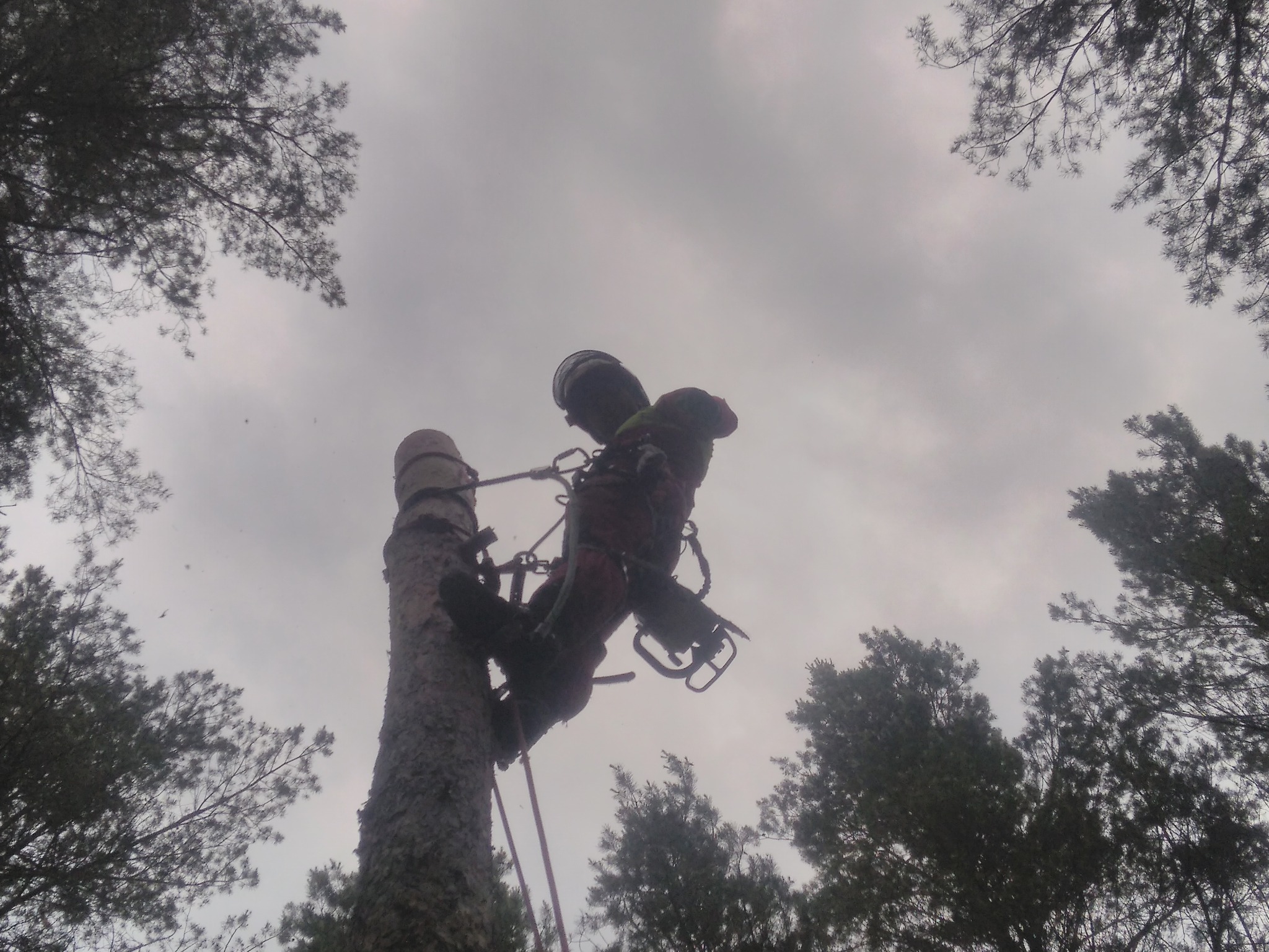 Arborysta w uprzęży, przywiązany do pnia drzewa podczas przycinania gałęzi, widok z dołu na tle pochmurnego nieba.