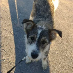 Ujęcie z góry na szaro-białego psa na smyczy, stojącego na chodniku w popołudniowym słońcu.