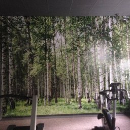 Pracownia North Krzysztof Wardziak - Fototapeta z motywem brzozowego lasu w siłowni, widoczny sprzęt do ćwiczeń na pierwszym planie.