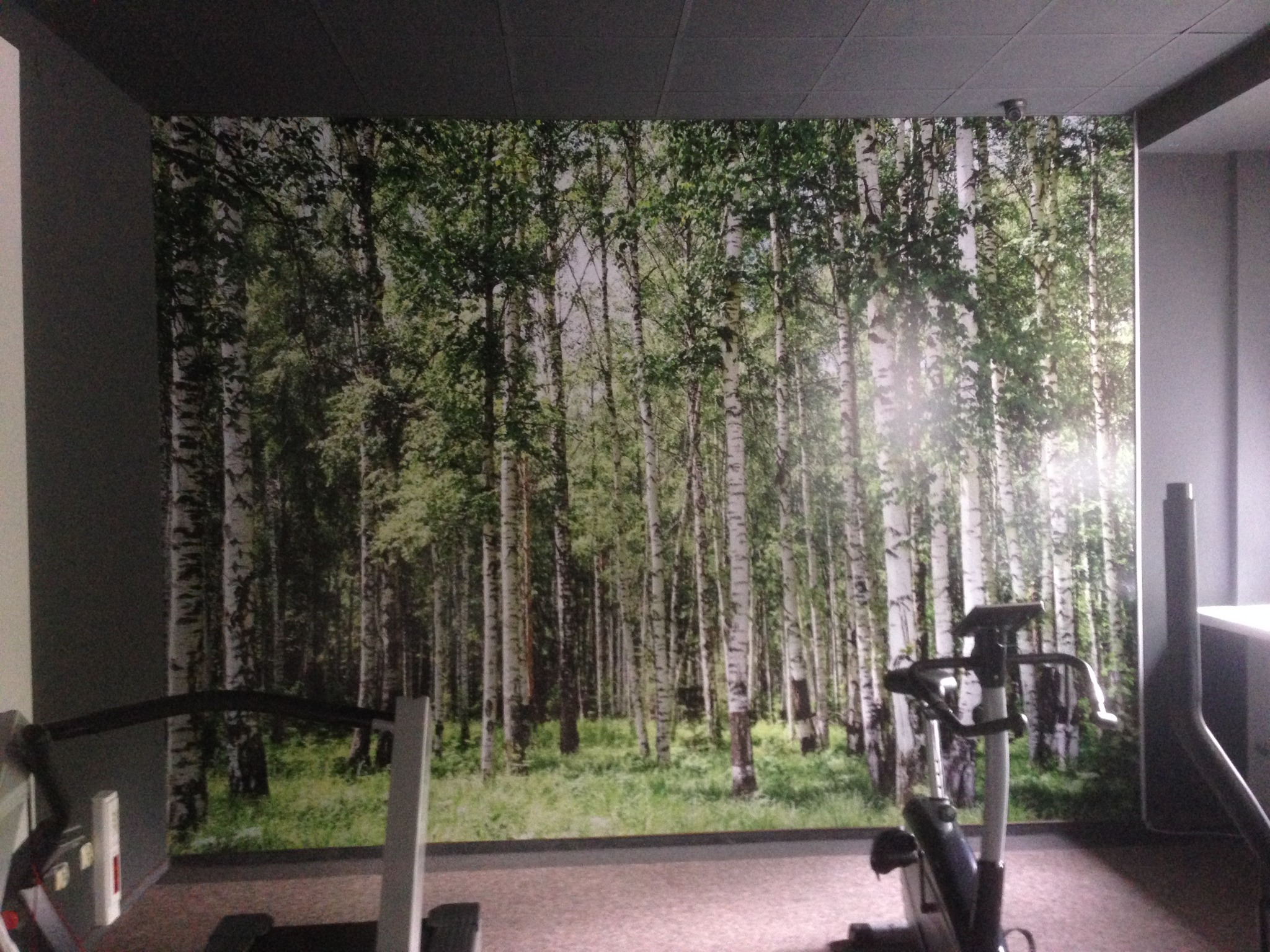 Fototapeta z motywem brzozowego lasu w siłowni, widoczny sprzęt do ćwiczeń na pierwszym planie.