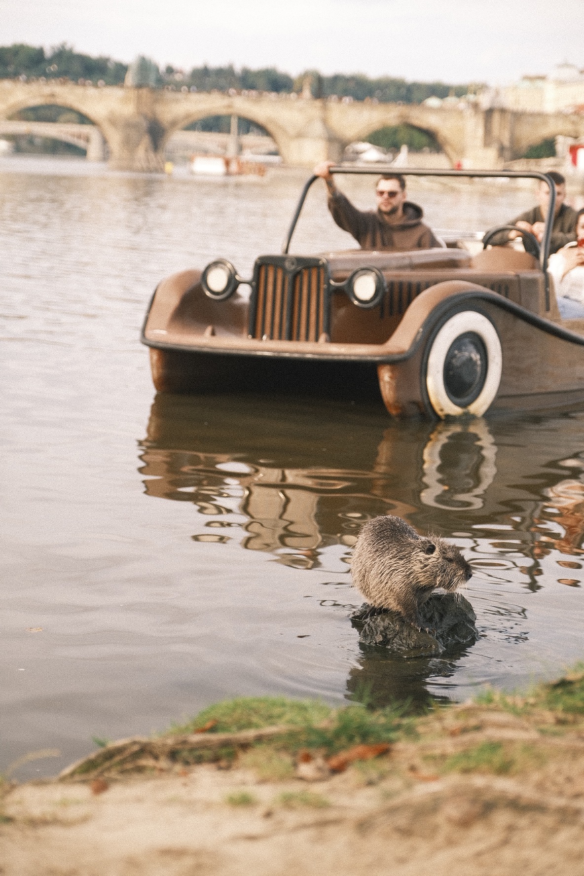Bóbr siedzi na kamieniu w wodzie w Gdańsku, w tle widoczny most i stylizowany na retro wodny pojazd z ludźmi.
