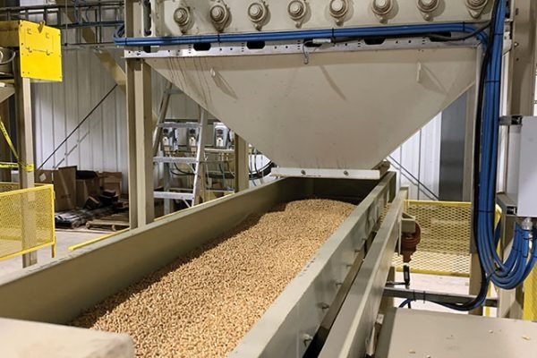 Pellet drzewny w trakcie produkcji, przesypywany z lejka do podajnika taśmowego w hali produkcyjnej.