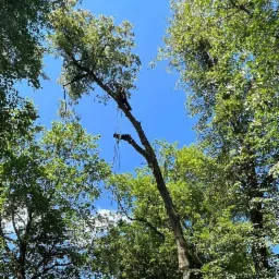 Arborysta na wysokości, zabezpieczony linami, przycina grubą gałąź drzewa na tle błękitnego nieba i zielonych koron innych drzew. Widoczne narzędzia i budynek w oddali.