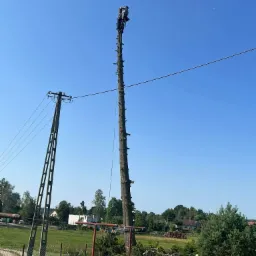Wysokie drzewo po wycince gałęzi, pracownik na szczycie, w tle słup elektryczny i zabudowania wiejskie.
