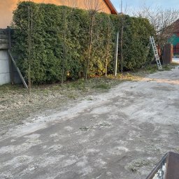 MAR-KOS Marcin Ziółkowski - Żywopłot z tui szmaragd, świeżo posadzone drzewka, drabina oparta o żywopłot, taczka w rogu kadru. Prace ogrodnicze w słoneczny dzień.