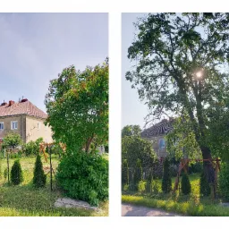 Ogród przed domem z widocznymi tujami posadzonymi wzdłuż ogrodzenia, drzewami i budynkiem w tle, uchwycony w słoneczny dzień.