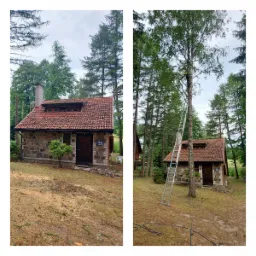 Prace przy drzewie w Ostrołęce: mężczyzna na drabinie przy wysokiej brzozie, przygotowuje się do cięcia gałęzi, w tle kamienny domek z czerwoną dachówką.