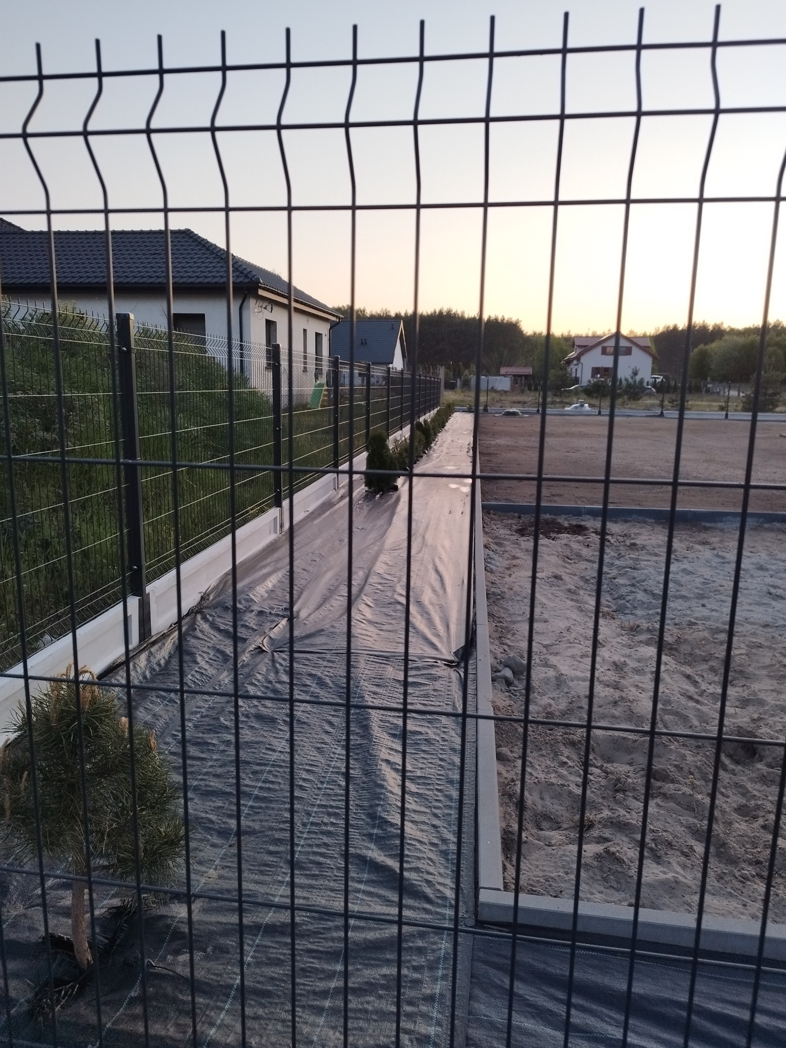Montaż czarnego ogrodzenia panelowego z podmurówką betonową, widoczne sadzonki tuj wzdłuż linii ogrodzenia, przygotowany teren pod trawnik, domy w tle o zmierzchu.