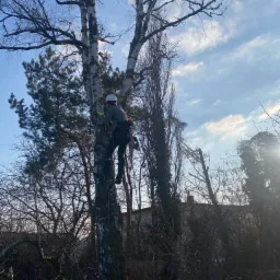 Arborysta w kasku i uprzęży, wspinający się po pniu brzozy podczas słonecznego dnia, z piłą łańcuchową przy pasie i rękawicami ochronnymi.