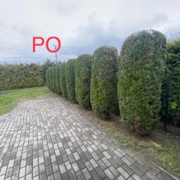 Równy szpaler przystrzyżonych, kolumnowych tuj na tle kostki brukowej i pochmurnego nieba.