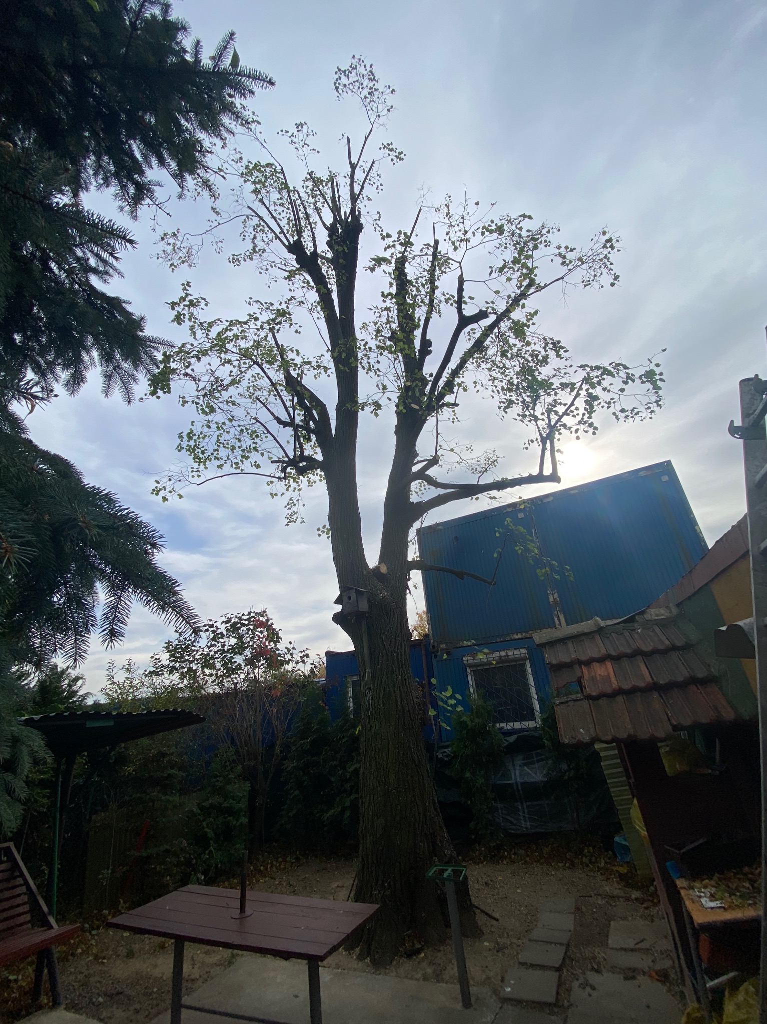 Drzewo liściaste po redukcji korony, z widocznym ptasim domkiem na pniu, na tle zabudowań gospodarczych i pochmurnego nieba.